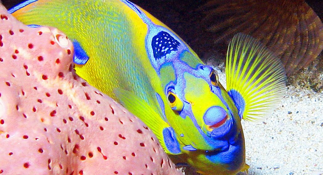 Espace Plongée Martinique