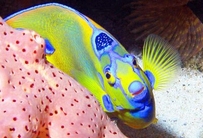 Espace Plongée Martinique