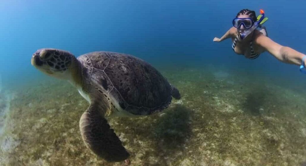 Baignade avec les tortues
